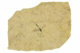 Detailed Fossil Fly (Plecia) - France #267657-1